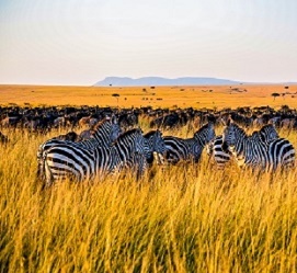 Tanzania travel tours with Netflix Tours