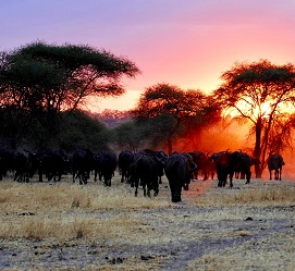 3 days safaris tour trips groups